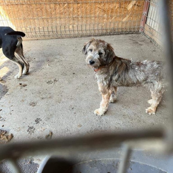 CrAzy Dog Lady! 🐶💖🐾 - Picture 12 of 16